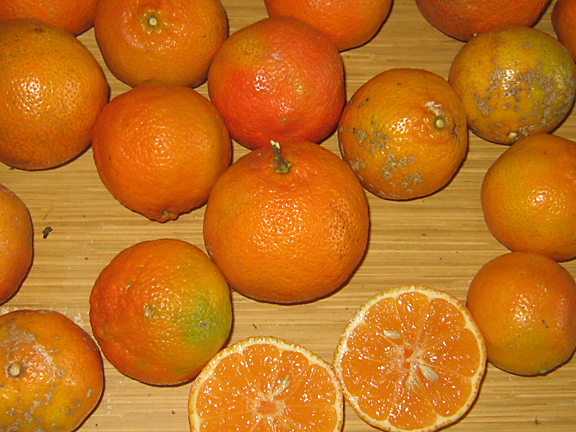  orange lemons