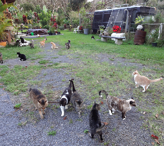 Our Cat Sanctuary with lots of cats in the jungle