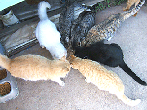 6 cats eating together