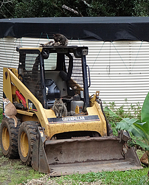 big cat toy