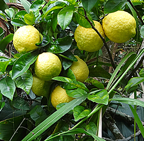 maui lemons