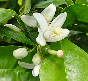 orange blossoms