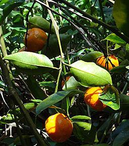 tangarine tree