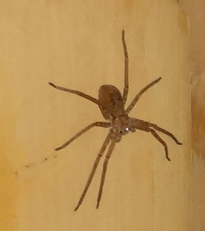 close up of brown spider