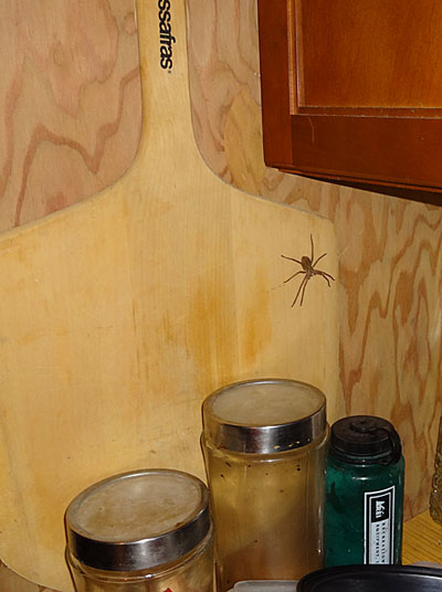 brown spider on wall by kitchen glasses