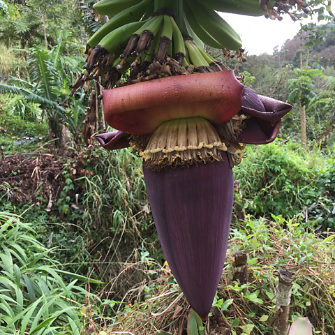 banana flower