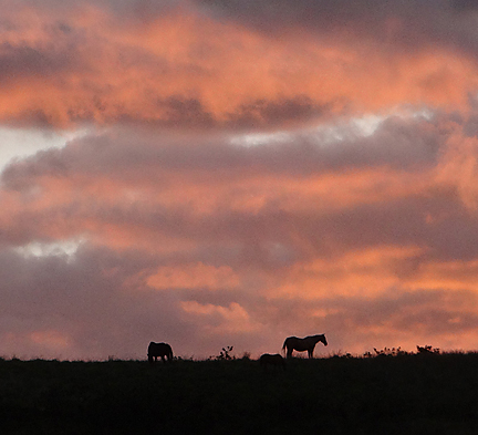 sunset view across with horses
