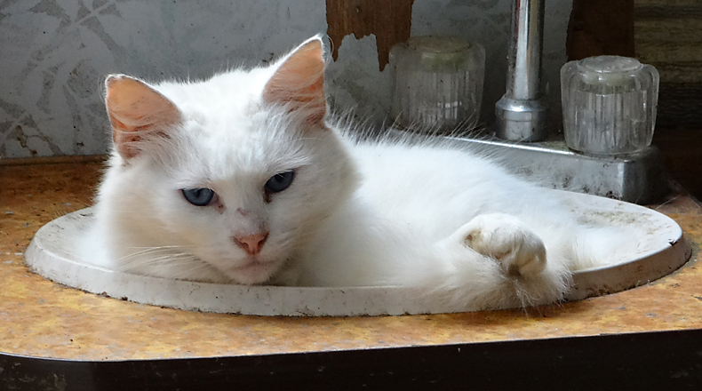 cat in a sink bowl