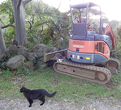 big cat toy
