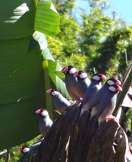 java sparrows lined up on branch