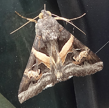 big moth on maui