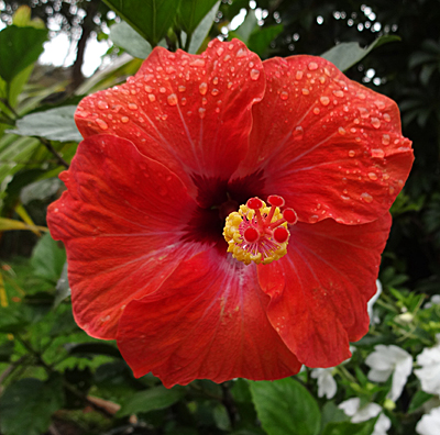 hibiscus flower