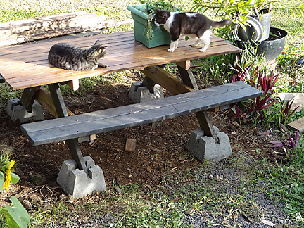 picnic table 