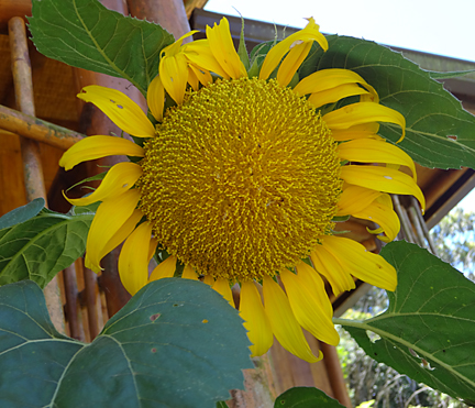 sunflower planted by birds