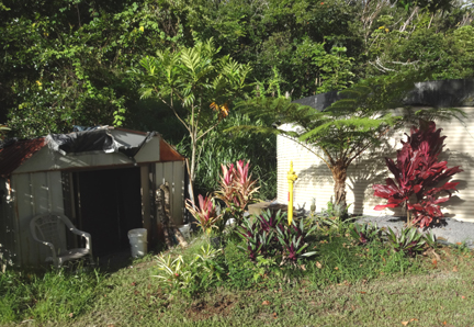 woodshed and breadfruit tree 