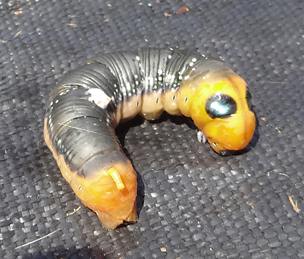 maui caterpillar