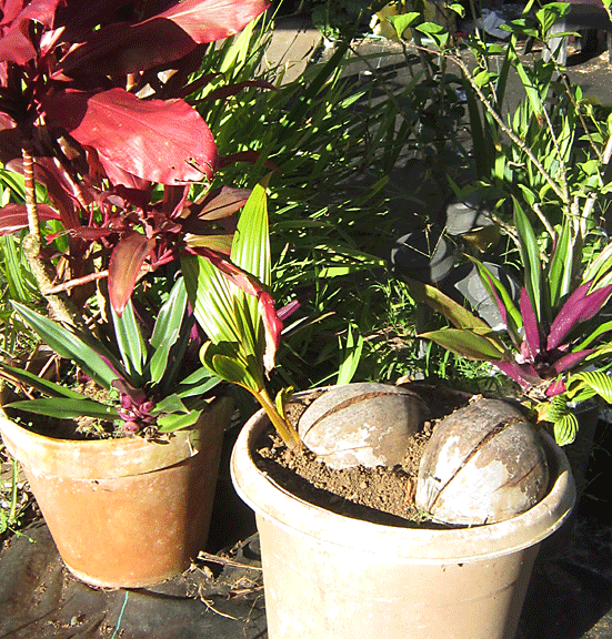 Coconut seeds. Starting a coconut palm tree