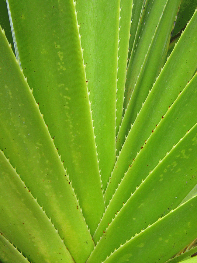  pretty green plant art