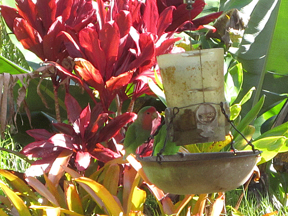 Love Birds in hawaii 
