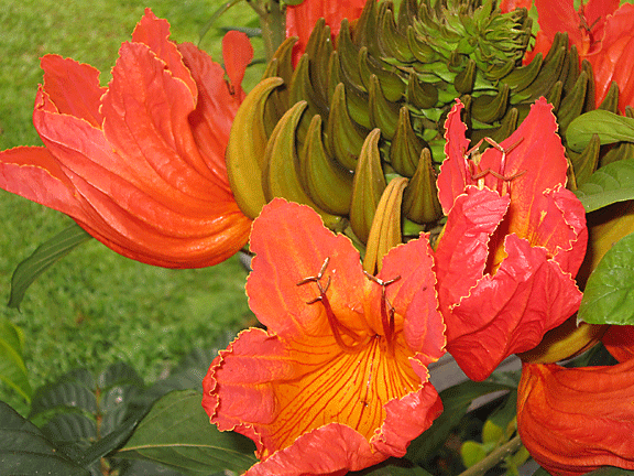 close up of orange tulip tree flowers