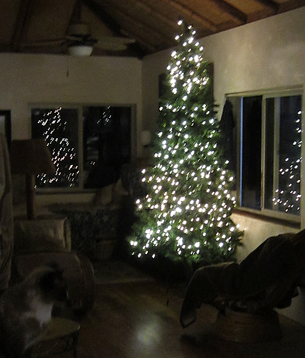 xmas tree in hawaii 