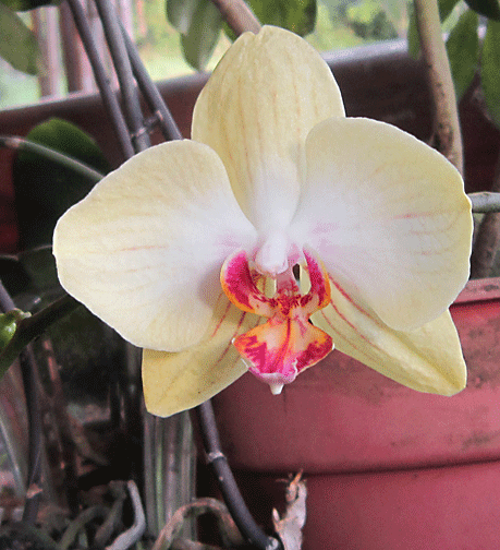 maui yellow orchid