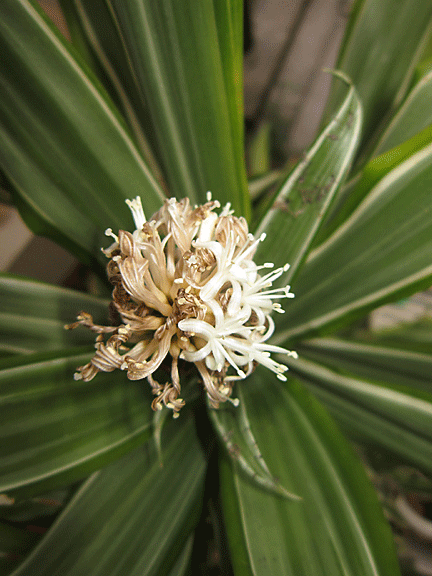 great smelling plant on the 2 days it blooms