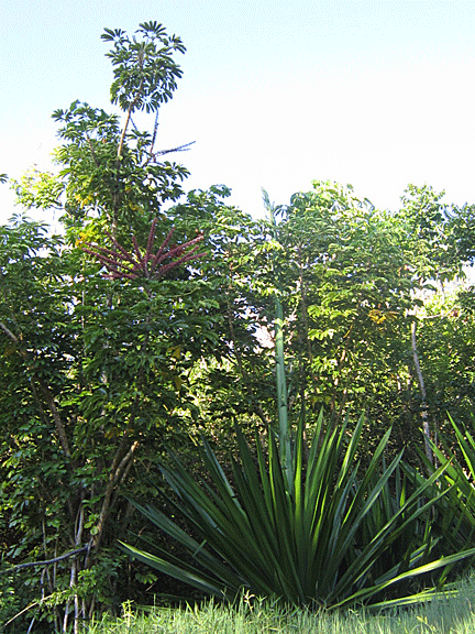 Century plant and schefflera