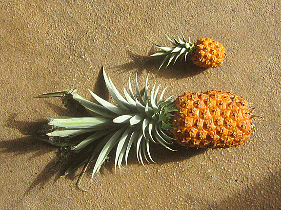 pineapples