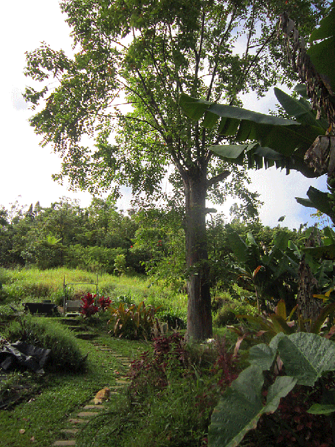 Hawaiian Rainbow Eucalyptus tree