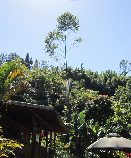 Cutting Rainbow Eucalyptus tree
