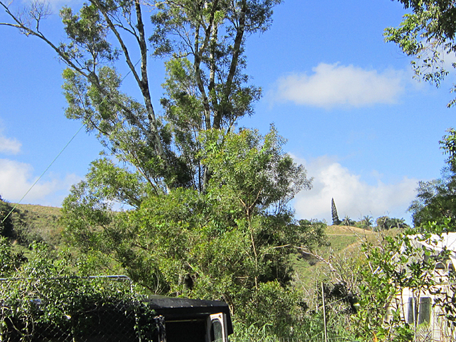 tree cutting