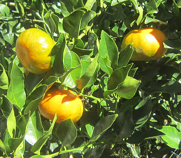 tangerines
