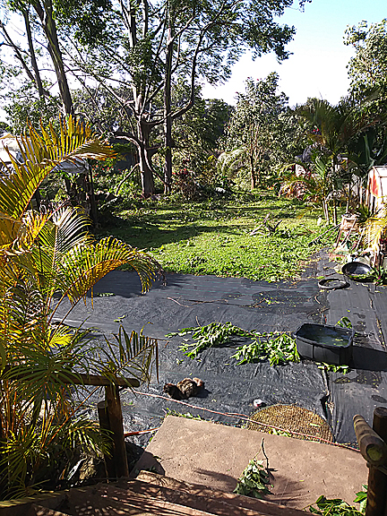 Windstorm on Maui February 2019. Branches brought down.