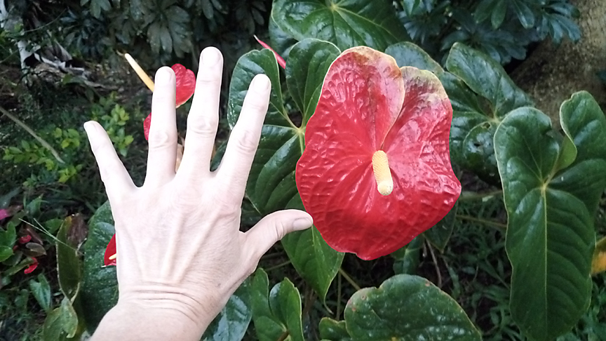 Large antherium flower