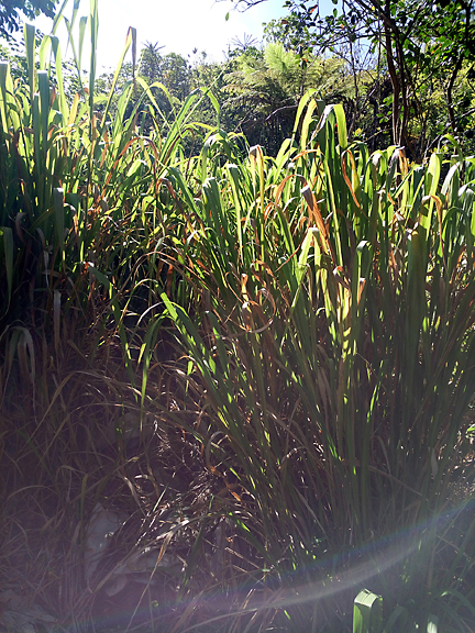 typical weed on Maui