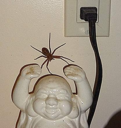 brown spider by white buddha ceramic glass