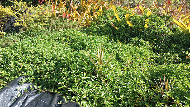small green leaves covering ground