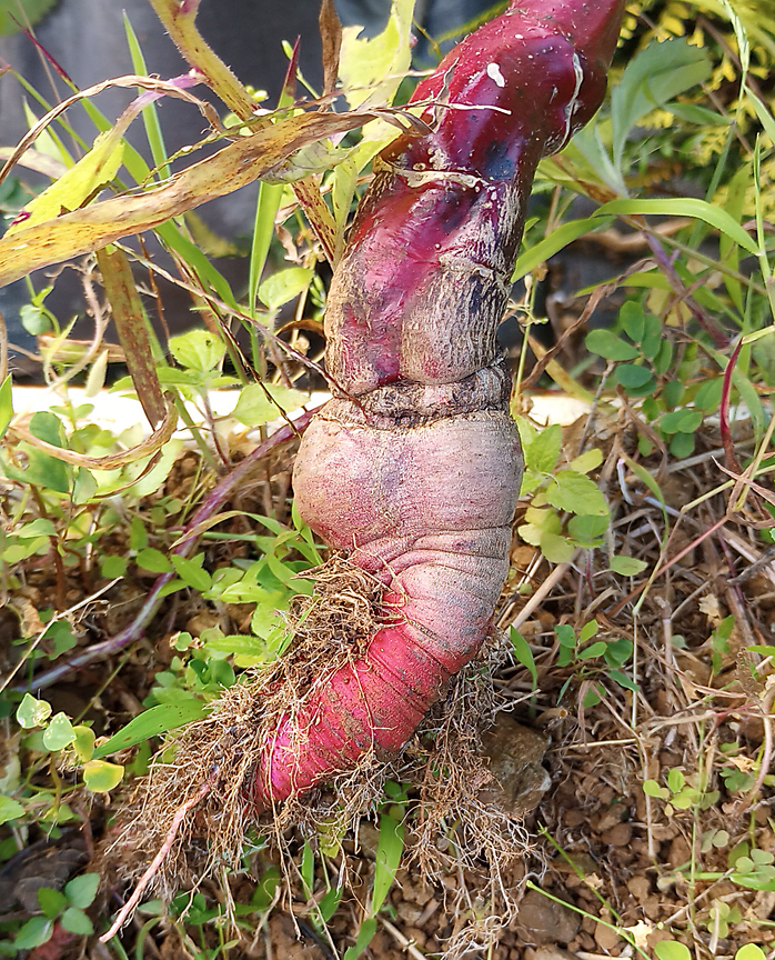 small edible end of overgrown radish with long red root and stem