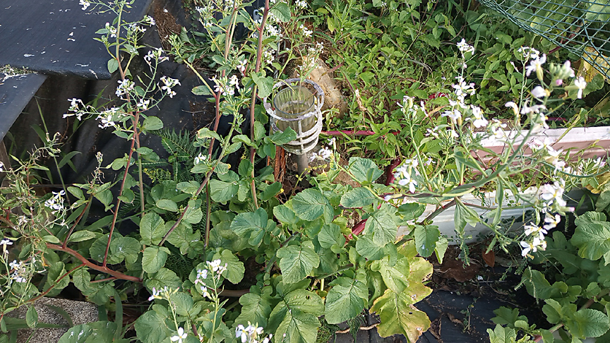 over grown radish plant with lots of greens and flowers