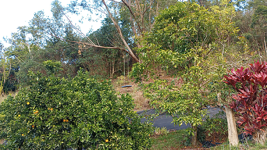 green leafy trees white sky small swing on big tree