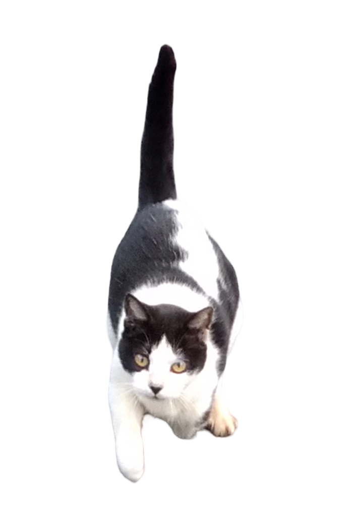 3 legged black and white cat coming to camera