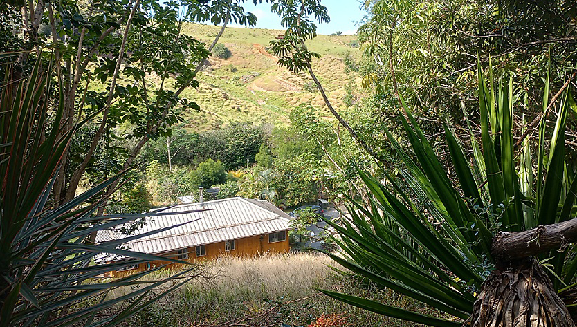 looking through trees and big green spiky plants at the roof of a bamboo house